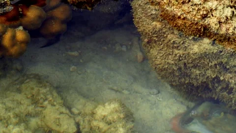 Sandy Reef Bottom Between Coral Formations in Shallow Tropical Water Видео 338051687