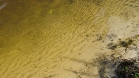 Sandy river bank with calm clear water and yellow sand Stock Footage 306158811
