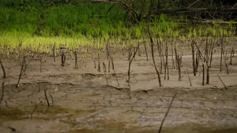 Sandy river bank Stock Footage 93542323