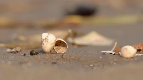 Sandy river bank Stock Footage 99888954