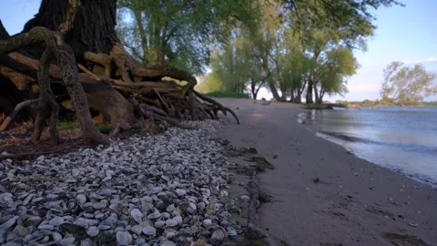 Sandy River Beach with Seashells and Ancient Tree Roots Stock Footage 334879144