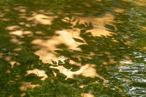 Sandy river bottom. Shadow of leaves on water. Natural background. Stock Photos