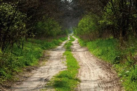 Sandy road in forest Stock Photos