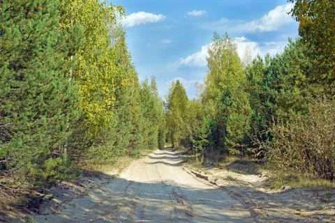 Sandy road in a forest Stock Photos