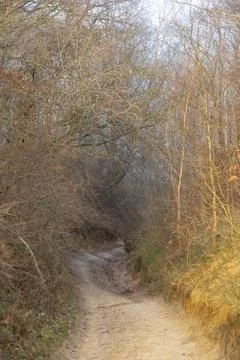 Sandy road in the forest. Stock Photos