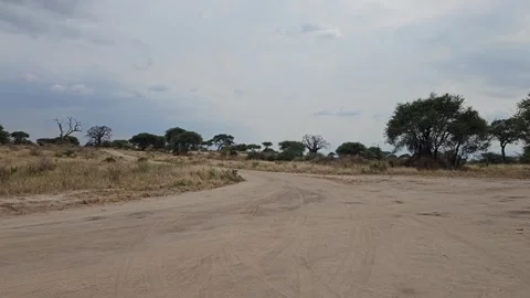 Sandy Road Junction Winding Past Acacias, Tarangire, Tanzania 8K Stock-Footage 313908081