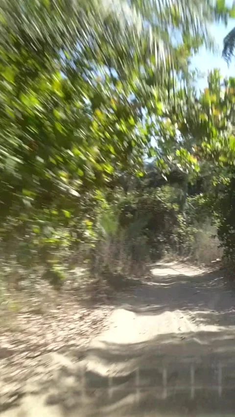 Sandy road with mangrove trees on both sides, shot from car driving Stock Footage 230670221