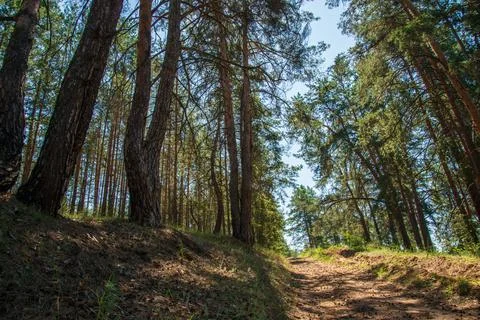 Sandy road in an old pine forest Stock Photos