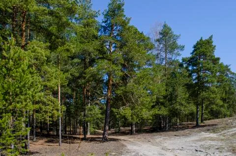Sandy road in a pine forest overlooking the meadow Stock Photos