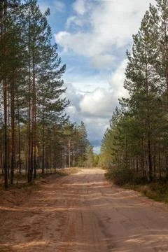 Sandy road in the pine forest Foto stock