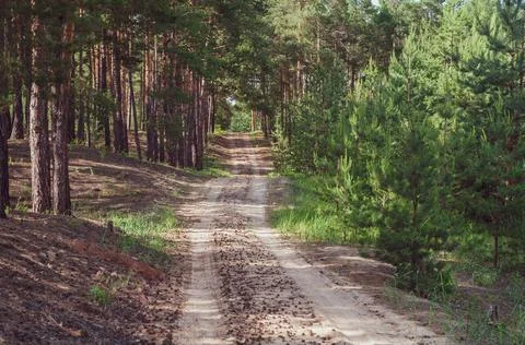 Sandy road in pine forest, rays sunlight. Bright green young and old green trees Stock Photos