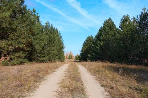 A sandy road in a pine forest runs through the middle of the forest Stock Photos