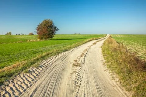 Sandy road through fields and a lonely tree Stock Photos