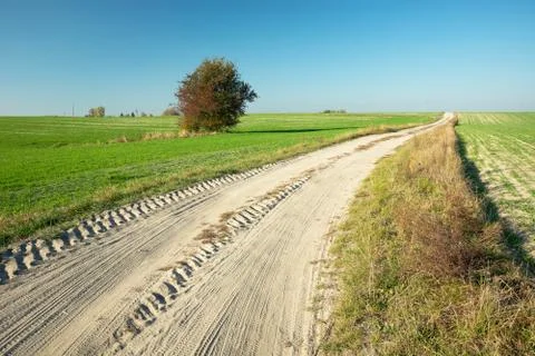 Sandy road through green fields and a lonely tree Stock Photos