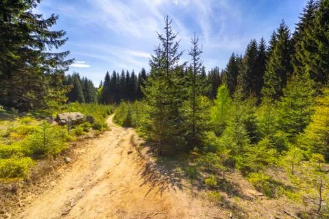 Sandy road through a meadow in a dense spruce forest Stock Photos