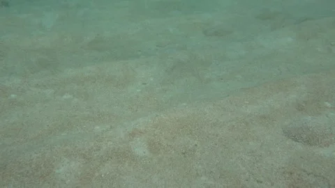 Sandy sea bottom and corals Stock Footage 283277045