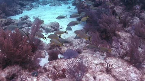 Sandy Sea Bottom Stock-Footage 19082331