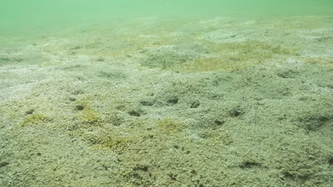 On sandy seabed, large colony of single-celled algae produces oxygen bubbles Stock Footage 326694617