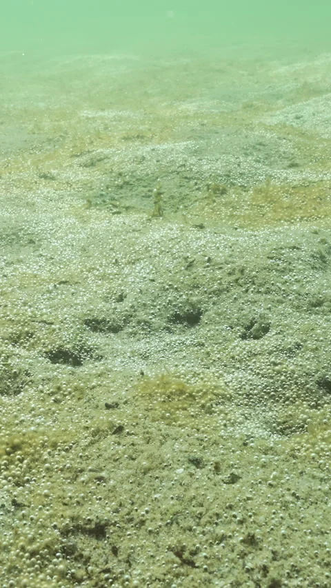 On sandy seabed, large colony of single-celled algae produces oxygen bubbles Video stock 336850220