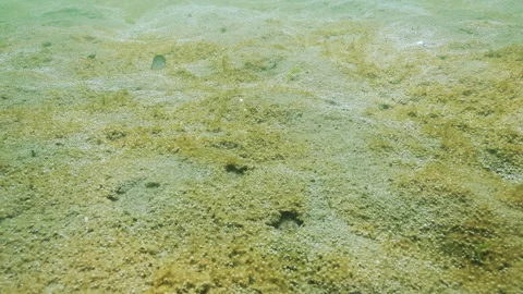 On sandy seabed, large colony of unicellular algae produces oxygen bubbles Video stock 333595752