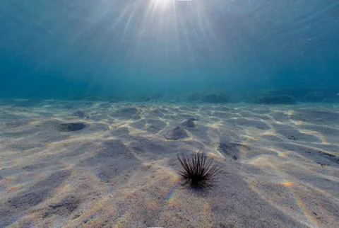 Sandy seabed of the Mediterranean Stock Photos