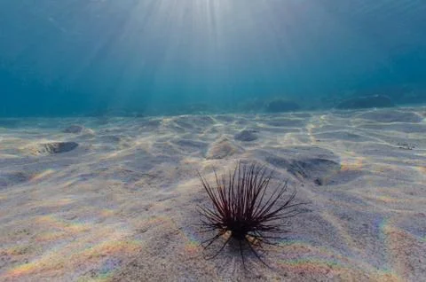Sandy seabed of the Mediterranean Stock Photos