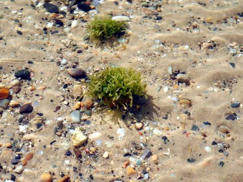 Sandy seabed with pebbles and algae Stock-Fotos