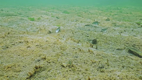Sandy seabed with unicellular algae that release tiny gas bubbles into water Video stock 333595239