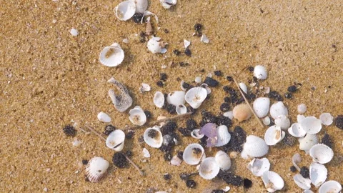 Sandy seashell beach attacked by fuel. Stock Footage 332414496
