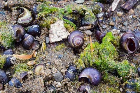 Sandy shore close-up 库存照片