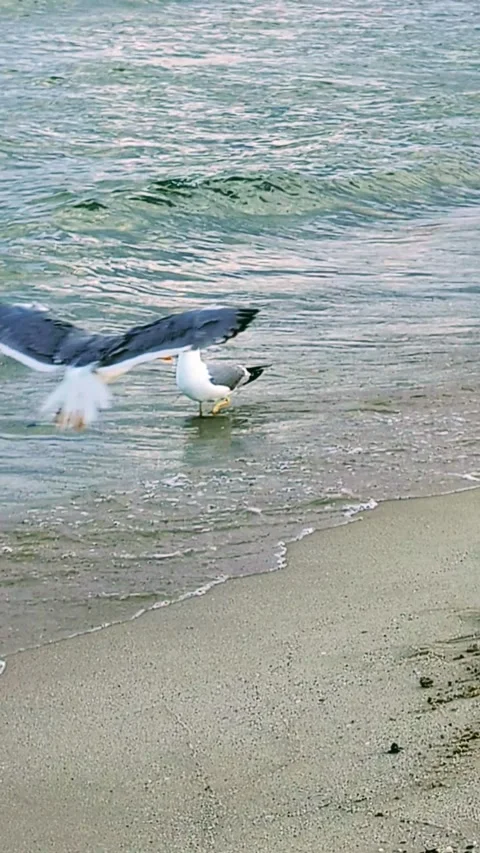 On the sandy shore, at the edge of the waves, a seagull defends its territory. Stock Footage 303936559
