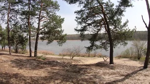 Sandy shore by a forest lake Stock Footage 149317778