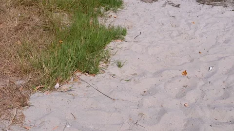 Sandy Shore, Green Grass Stock Footage 293259034