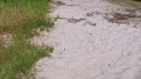 Sandy Shore with Green Grass Stock Footage 293276333