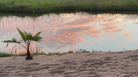 Sandy Shore with Palm Tree and Coastal Lagoon Reflection Stock Footage 285186076