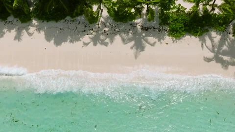 Sandy shore with palm tree shadows. Stock Footage 304743807