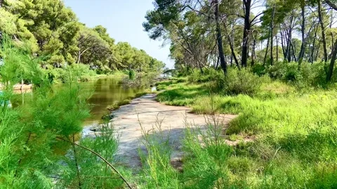 Sandy shore of a small quiet river on a sunny day. Quiet corner of nature Stock Footage 249182757