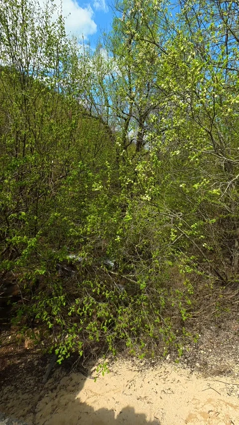 Sandy slope leads into. Bigar Waterfall, Serbia. Vertical Видео 333700190