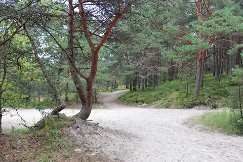 Sandy soil in a pine forest on the coast of the Gulf of Riga Foto stock