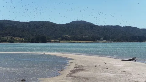 Sandy spit with flock of birds over calm bay New Zealand South Island Stock Footage 337788199