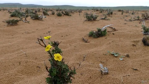 Sandy steppe covered with small bushes of vegetation. Stock Footage 85178724