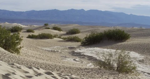 Sandy surface with dunes and green bushes on a sunny day Stock Footage 107614153