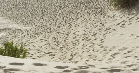 Sandy surface with dunes and green bushes on a sunny day Stock Footage 107614499