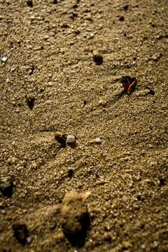 Sandy terrain with shell and pebble fragments Foto stock