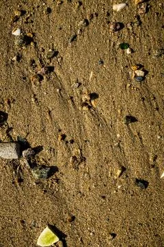 Sandy texture with shell fragment Foto stock