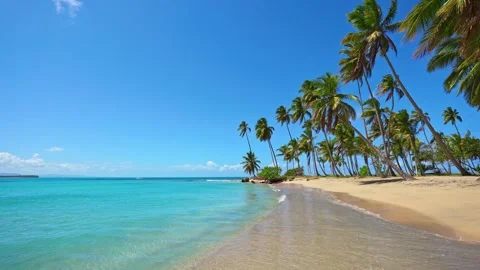 A sandy Thai beach with vibrant palm trees and a clear turquoise ocean. Stock Footage 335632215