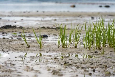Sandy tidal flat with grass and distant calm sea horizon at Solituede Flensbu 스톡 사진