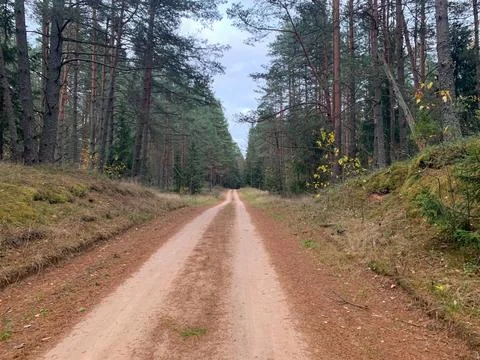 Sandy track through coniferous forest near Dretunsky, Belarus Stock Photos