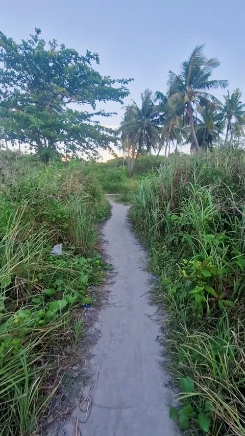 Sandy Trail Through Coastal Grass Leading to Beach 動画素材 318252927