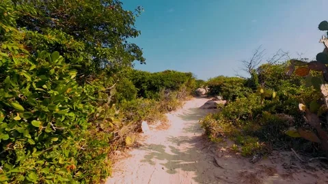 Sandy Trail Through Coastal Scrubland with Cacti and Green Bushes Video stock 340463953